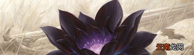 黑莲花是什么意思？