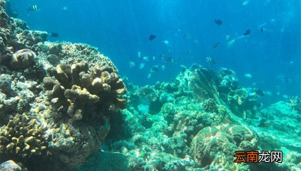 海底两万里险情概括 海底两万里的险情概括