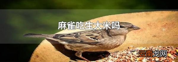 麻雀吃生大米吗