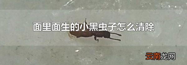 面里面生的小黑虫子怎么清除
