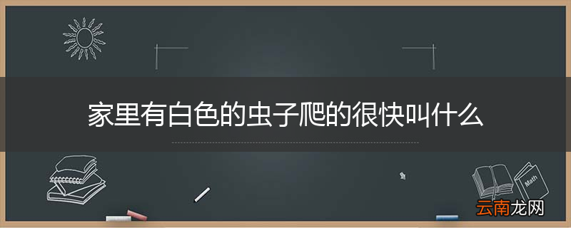 家里有白色的虫子爬的很快叫什么