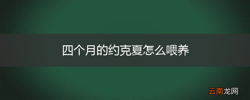 四个月的约克夏怎么喂养