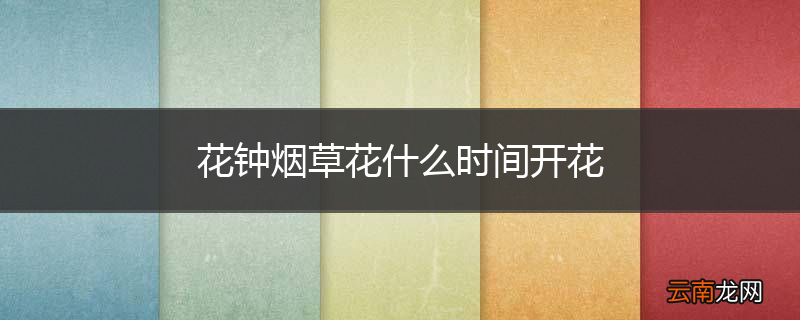 花钟烟草花什么时间开花