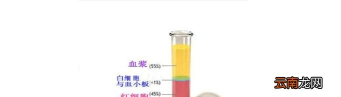 血浆的作用是什么？