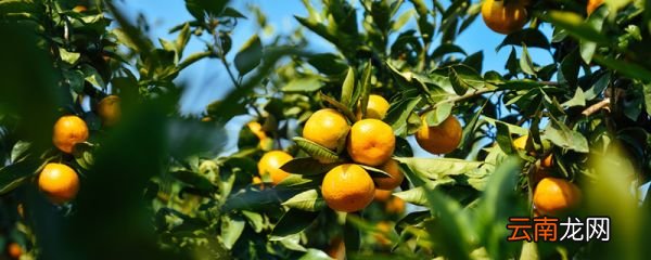 烤橘子可以用煤气灶吗 烤橘子能用煤气吗