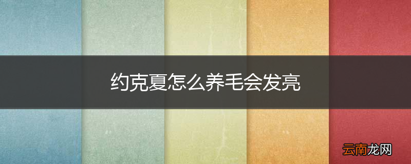 约克夏怎么养毛会发亮
