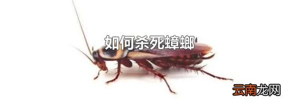 如何杀死蟑螂