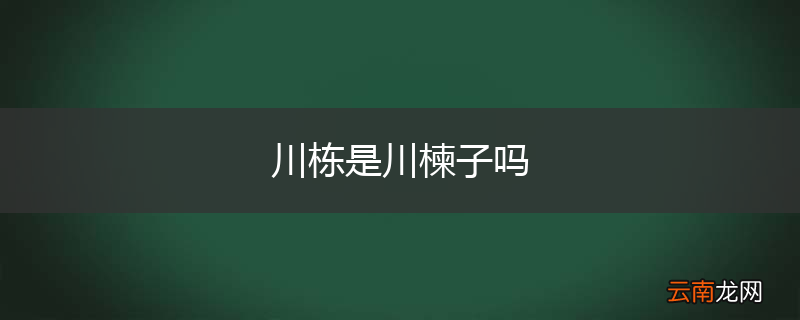 川栋是川楝子吗