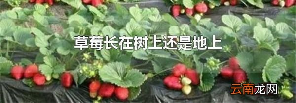 草莓长在树上还是地上