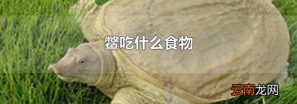 鳖吃什么食物