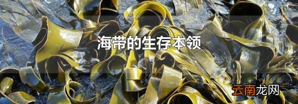 海带的生存本领
