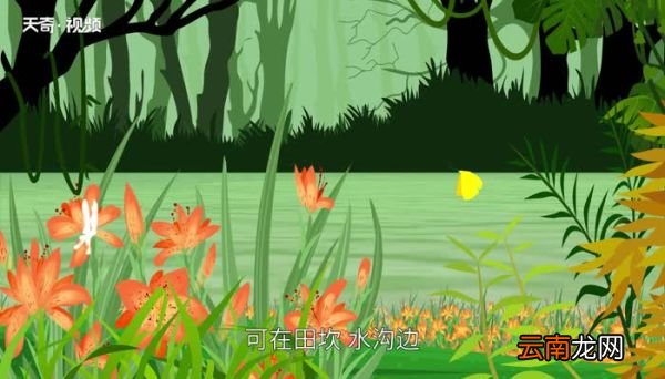 萱草花语萱草花语是什么