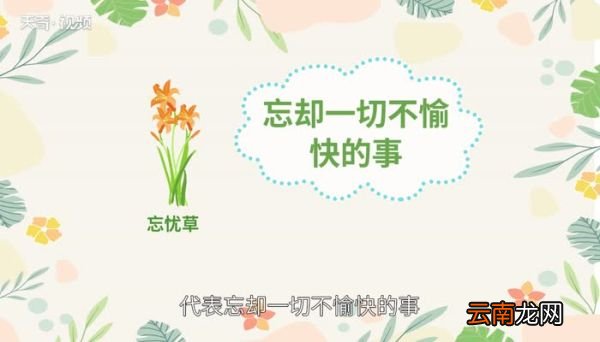 萱草花语萱草花语是什么