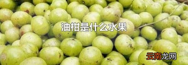 油柑是什么水果