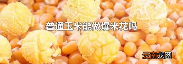 普通玉米能做爆米花吗