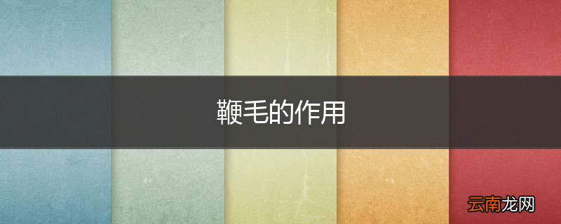 鞭毛的作用