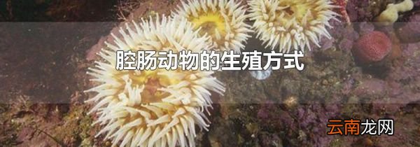腔肠动物的生殖方式