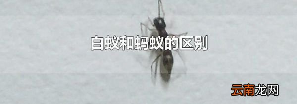 白蚁和蚂蚁的区别