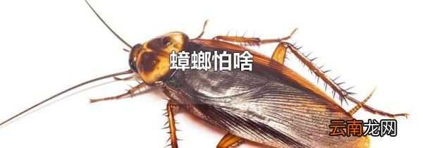 蟑螂怕啥