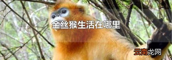 金丝猴生活在哪里