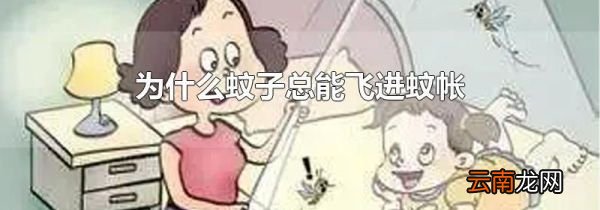 为什么蚊子总能飞进蚊帐