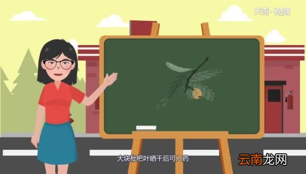 枇杷是热性还是凉性枇杷是热性还是凉性