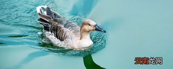 小鸭子在水里游泳怎么形容 怎么形容小鸭子在水里游泳