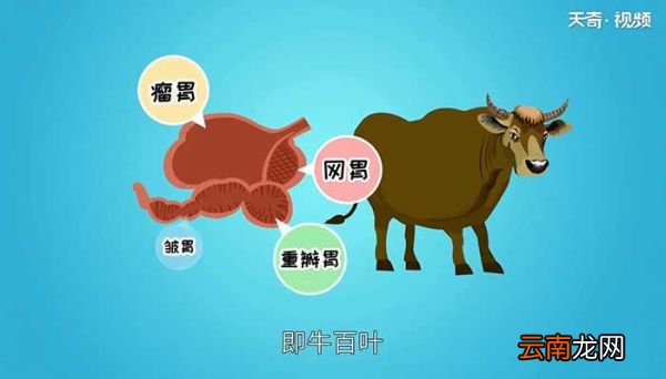 毛肚是什么动物身上的 猪身上有毛肚吗