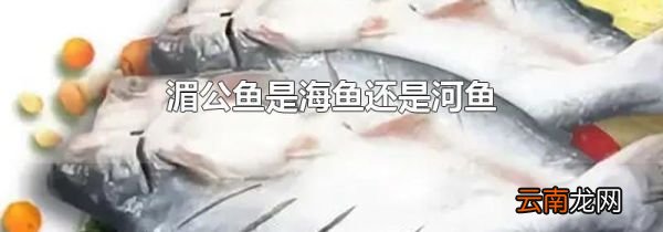 湄公鱼是海鱼还是河鱼