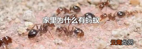 家里为什么有蚂蚁