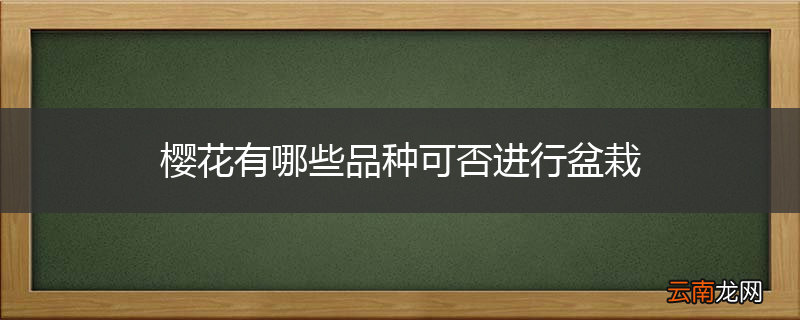 樱花有哪些品种可否进行盆栽