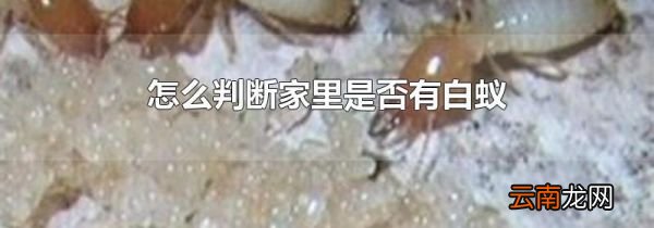 怎么判断家里是否有白蚁