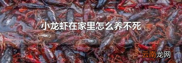小龙虾在家里怎么养不死