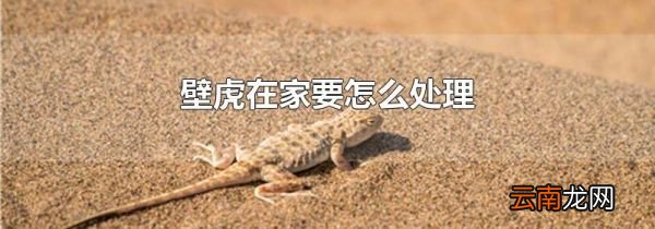 壁虎在家要怎么处理