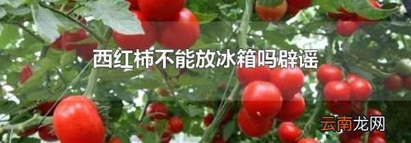 西红柿不能放冰箱吗辟谣