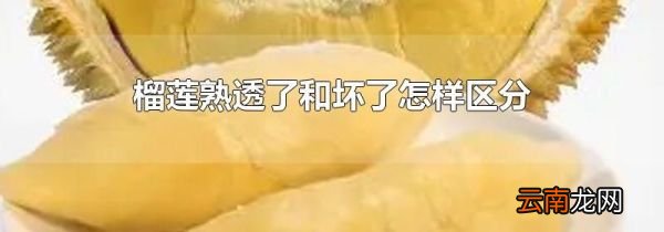 榴莲熟透了和坏了怎样区分