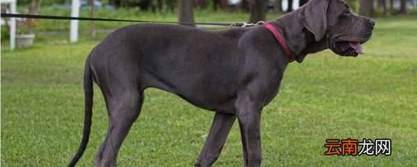 大丹犬凶吗 大丹犬会攻击主人吗