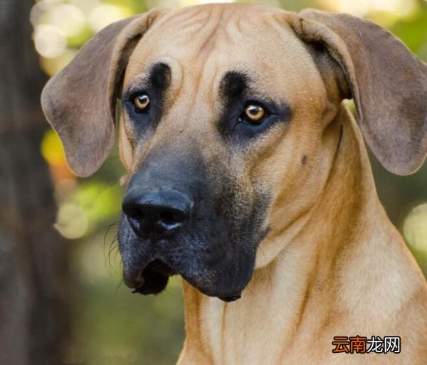 大丹犬凶吗 大丹犬会攻击主人吗
