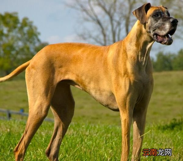 大丹犬凶吗 大丹犬会攻击主人吗