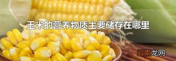 玉米的营养物质主要储存在哪里