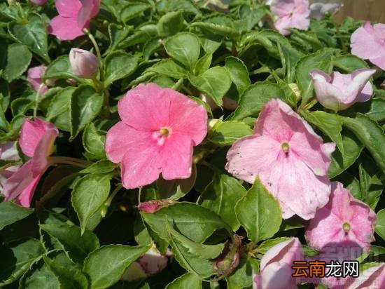 努比亚N1怎么样？nubia N1手机配置参数介绍