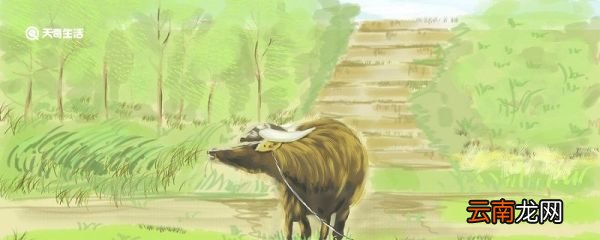 关于牛的成语 关于牛的成语有哪些