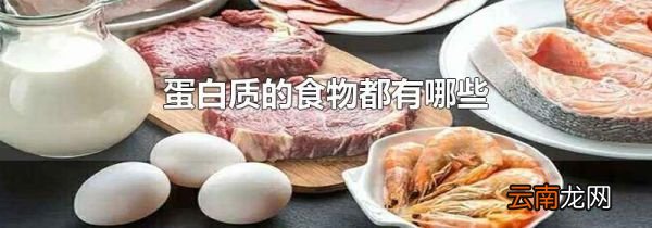 蛋白质的食物都有哪些