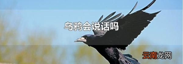 乌鸦会说话吗