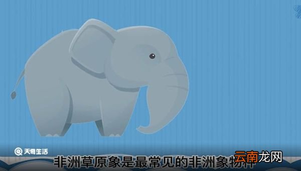 世界上最大的陆地动物 世界上最大的陆地动物是什么