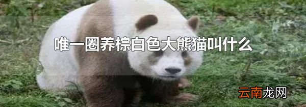 唯一圈养棕白色大熊猫叫什么