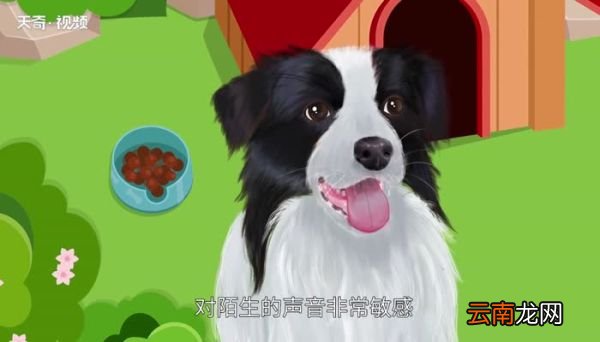 狗的种类狗的种类有哪些