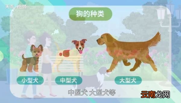 狗的种类狗的种类有哪些