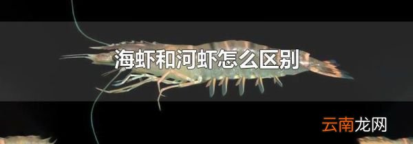 海虾和河虾怎么区别