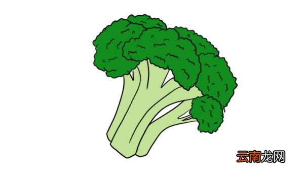 西兰花简笔画